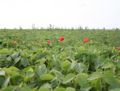Beikrautregulierung ist eine der zentralen Herausforderungen im Sojaanbau. Der Mohn ist ja ganz hübsch - wenn nur die Disteln im Hintergrund nicht wären! Foto: Taifun  Tofuprodukte