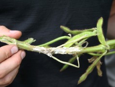 Auf englisch heißt Sklerotinia White Mold (Weißschimmel). Die weiße Mycelbildung am Stengel befallener Pflanzen ist typisch. Foto: Taifun Tofuprodukte
