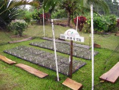 Durch die Vermehrung vielversprechender neuer Kreuzungen im Winterzuchtgarten in Costa Rica wird der Zuchtfortschritt bei Soja erheblich beschleunigt. Foto: V. Hahn, Universität Hohenheim