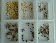 Typischer Besatz in Sojabohnen: Bruchkorn, Mais, Strohteile, Hülsenteile, Unkrautsamen, Steine. Foto: Taifun Tofuprodukte