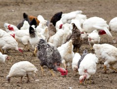 In der leistungsorientierten Hühnerfütterung ist die Sojabohne nicht mehr wegzudenken. Foto: www.fotolia.com