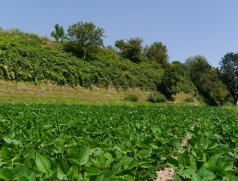 Mit der Sojabohne erfährt der Leguminosenanbau in Deutschland endlich wieder einen kleinen Aufschwung. Foto: Taifun Tofuprodukte