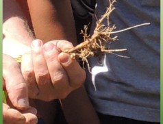 Wurzel der Sojapflanze mit Knöllchenbakterien